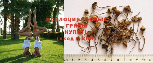 ГАЛЛЮЦИНОГЕННЫЕ ГРИБЫ Алексеевка
